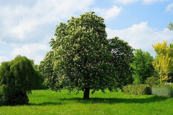 Acheter une parcelle : quelques conseils utiles