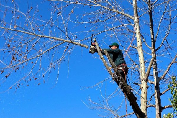 Comment prouver qu’un arbre est trentenaire ?